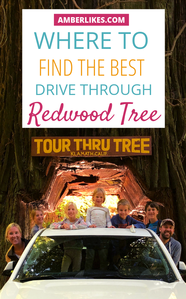 Redwoods Drive Through Tree