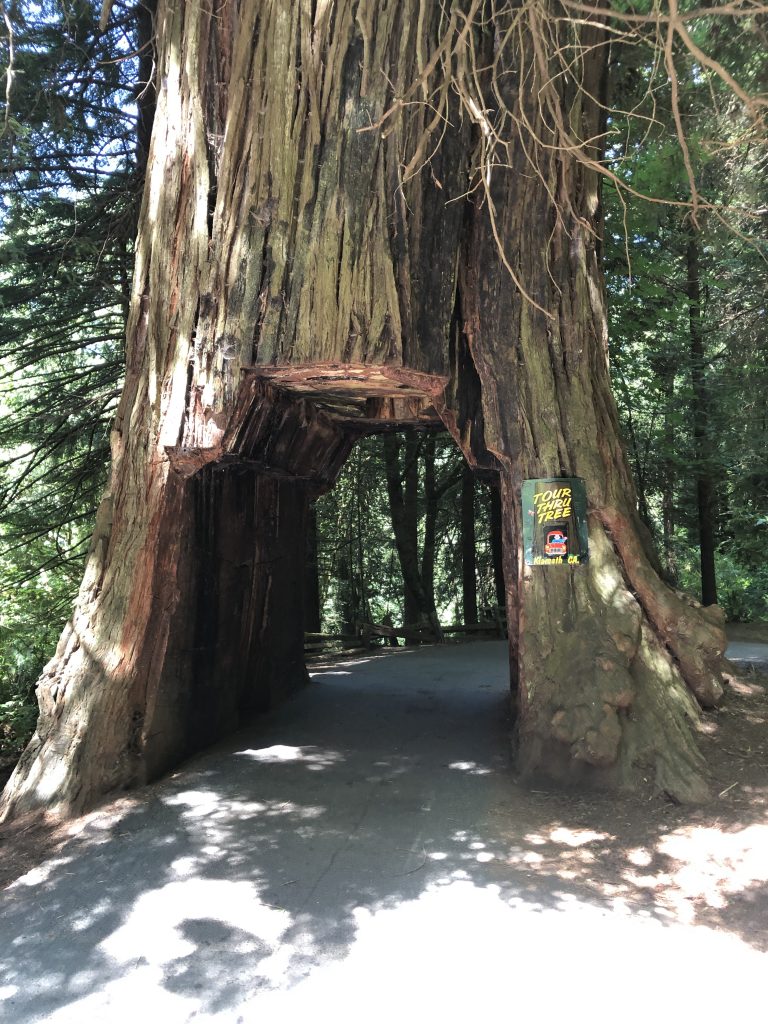 Redwoods Drive Through Tree