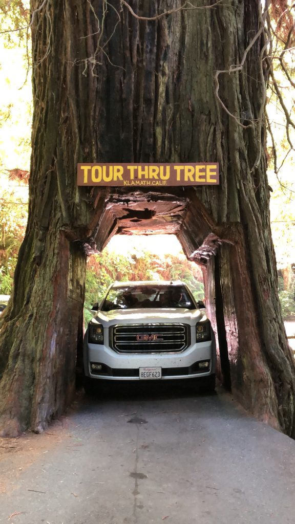 Redwoods Drive Through Tree