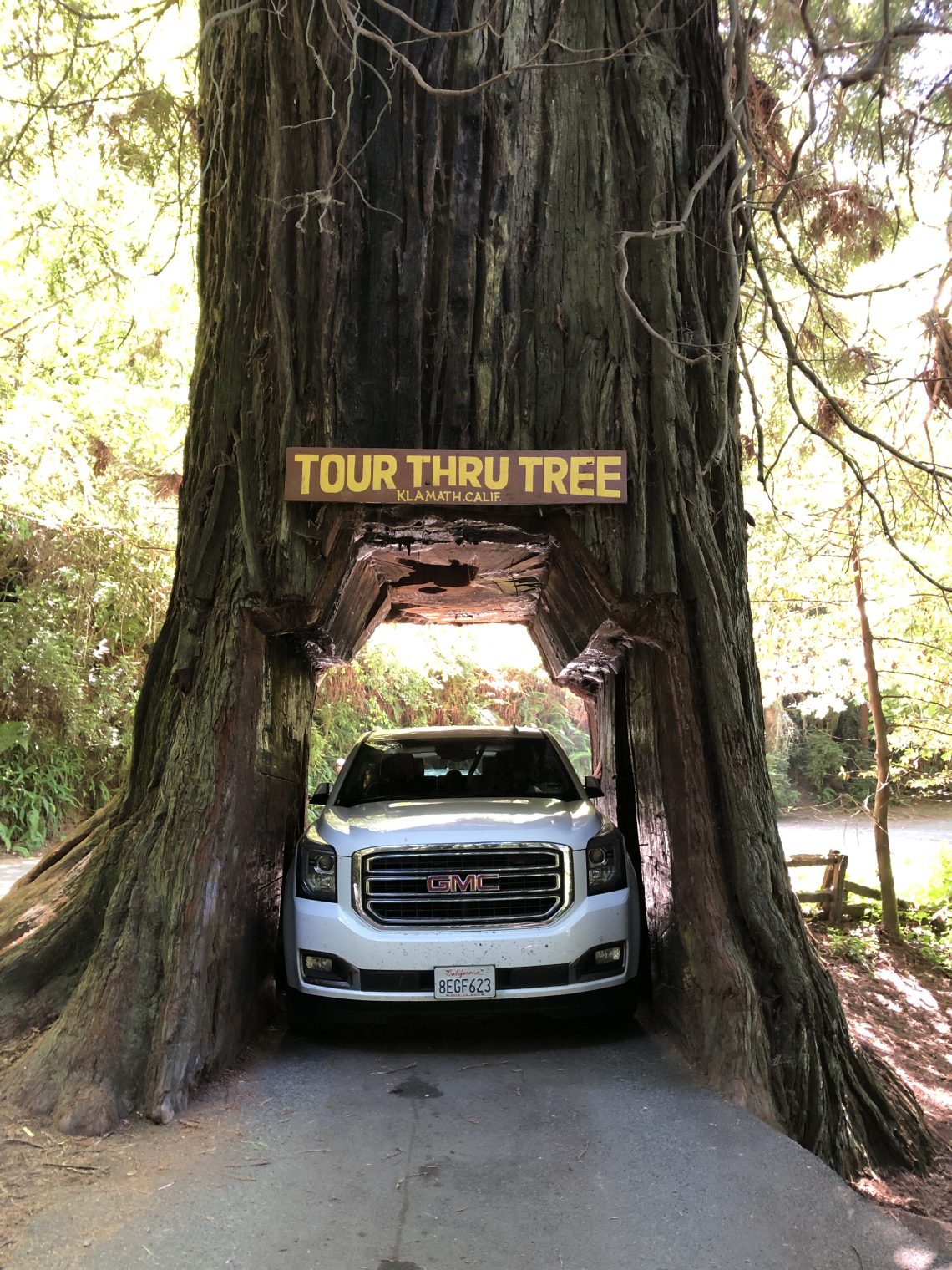 Redwoods Drive Through Tree: Where to Find the Best - Amber Likes