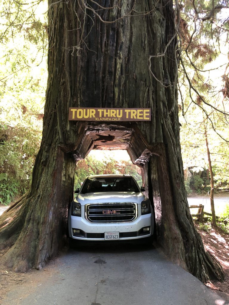 Redwoods Drive Through Tree