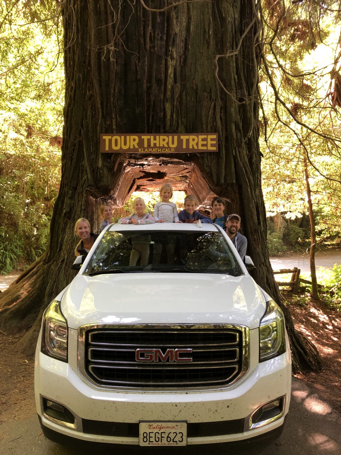 Redwoods Drive Through Tree