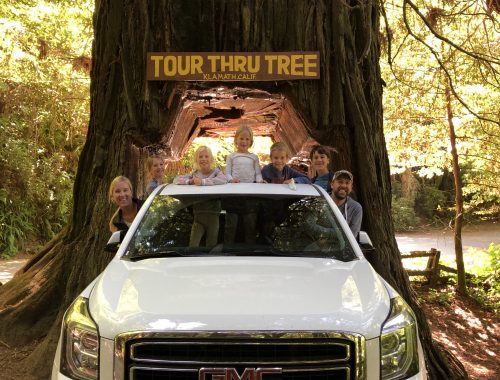 Redwoods Drive Through Tree