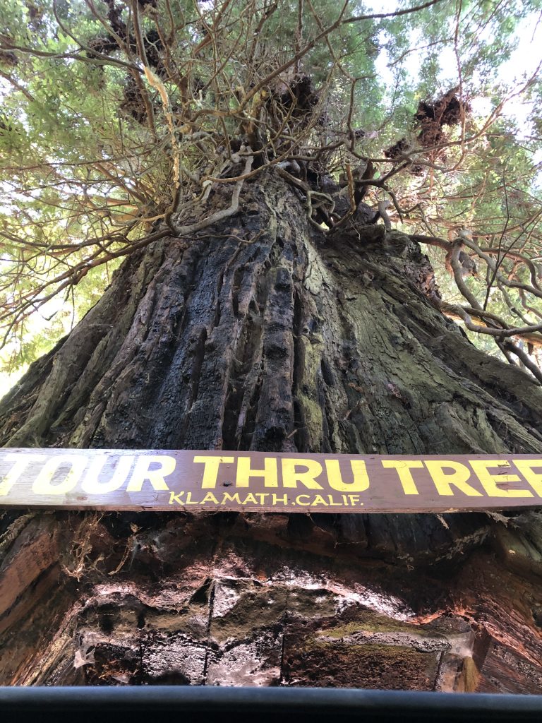 Redwoods Drive Through Tree