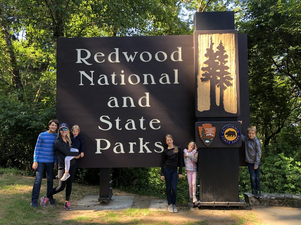 Redwoods Drive Through Tree