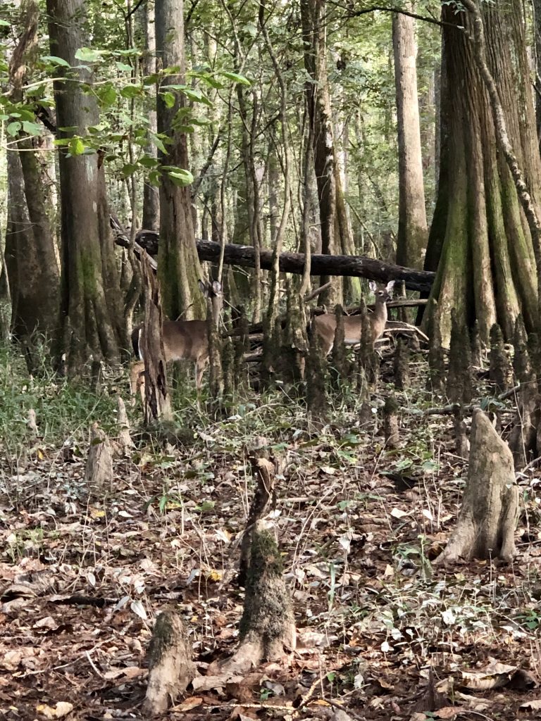 congaree national park deer