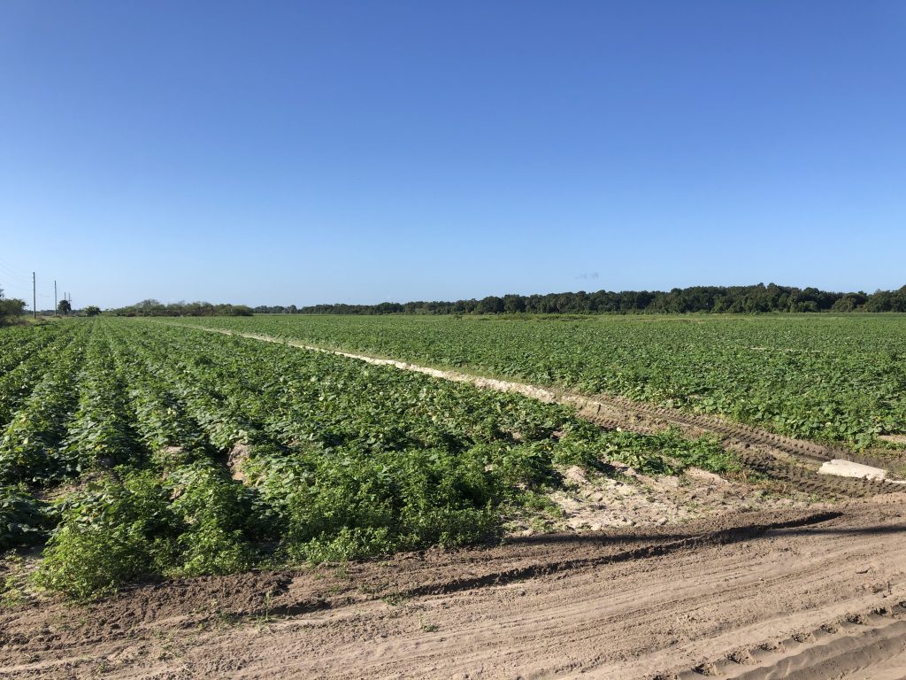 Farm Central Florida 