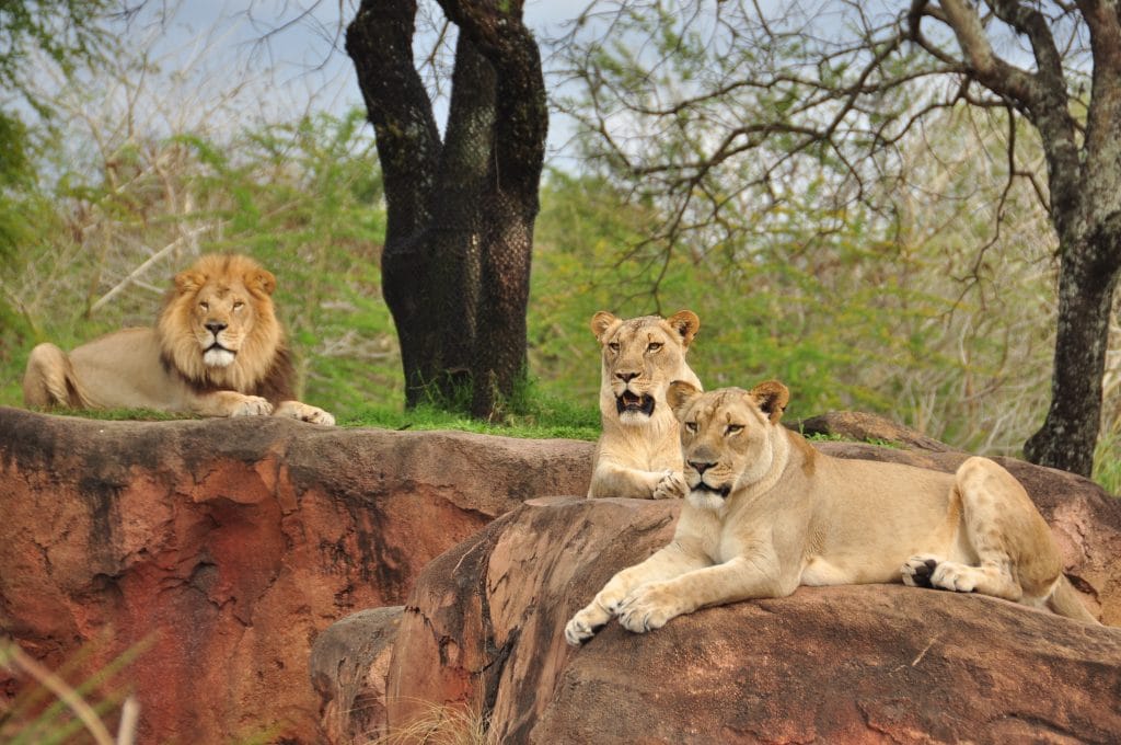 lions at kilimanjaro safaris