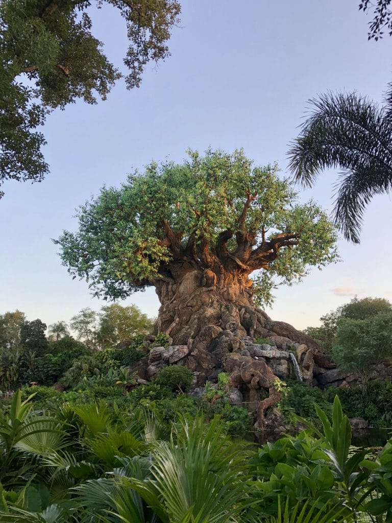 animal kingdom for first timers