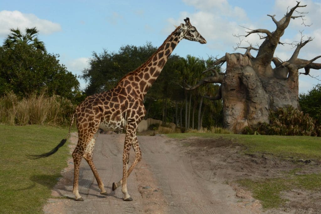 Wild Africa Trek giraffes