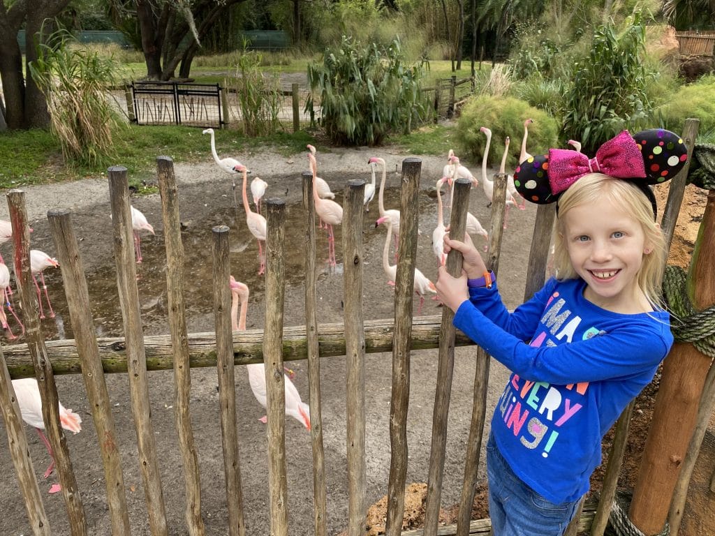 Animal Kingdom Lodge