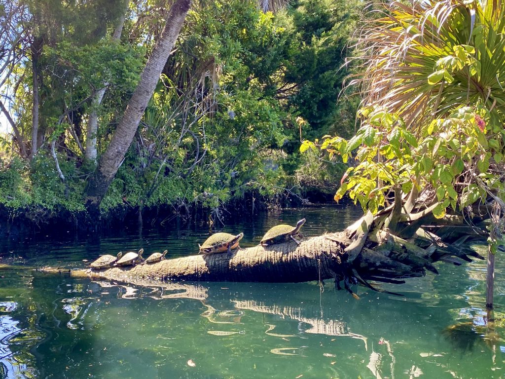 turtles on Crystal River