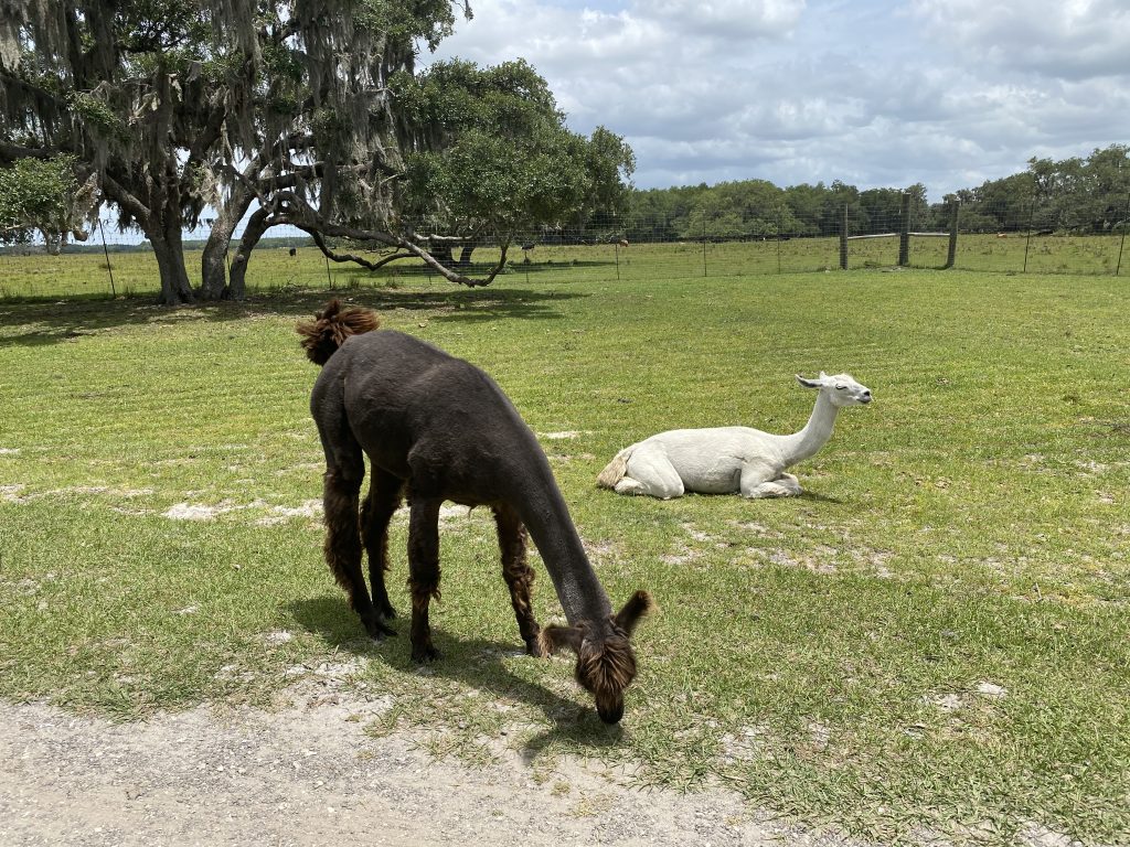 drive thru safari 