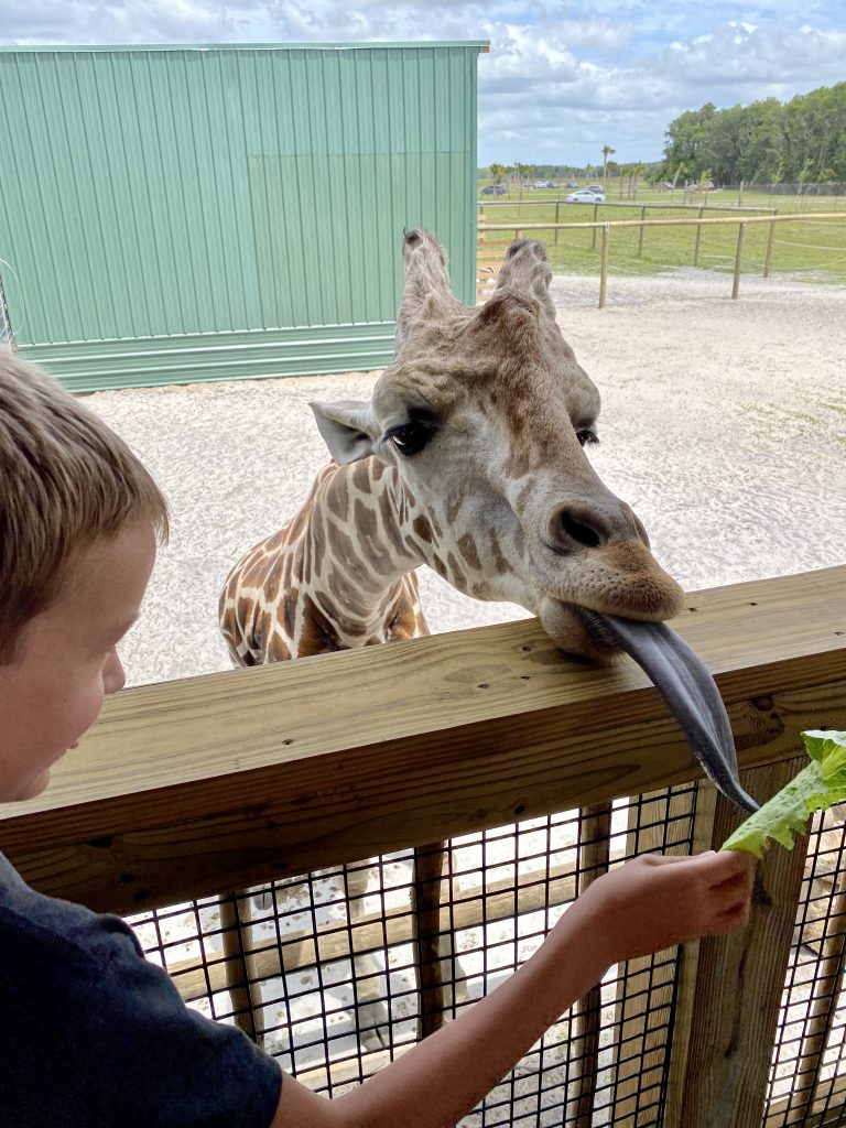 feeding giraffes at wild florida