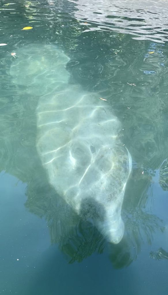 Three Sisters Springs kayaking manatees