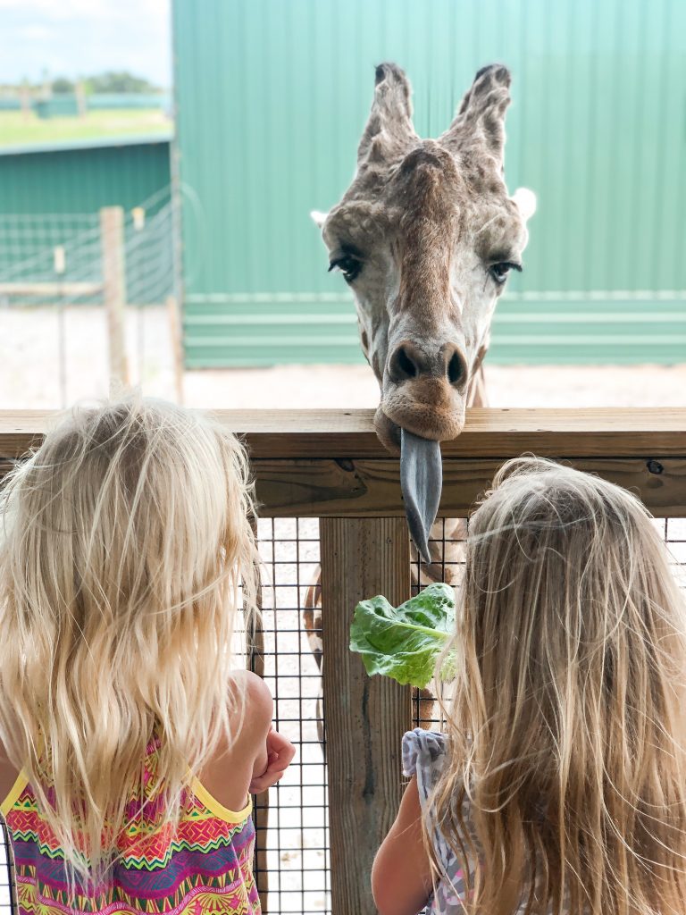 feeding giraffes at wild florida