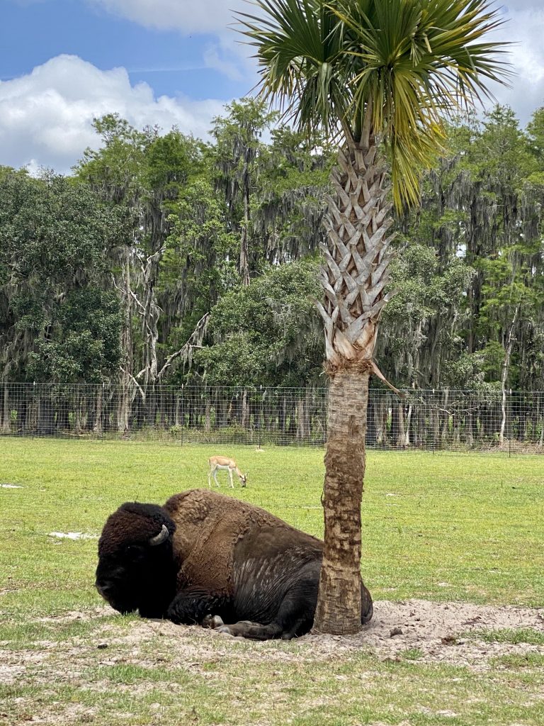 drive thru safari bison