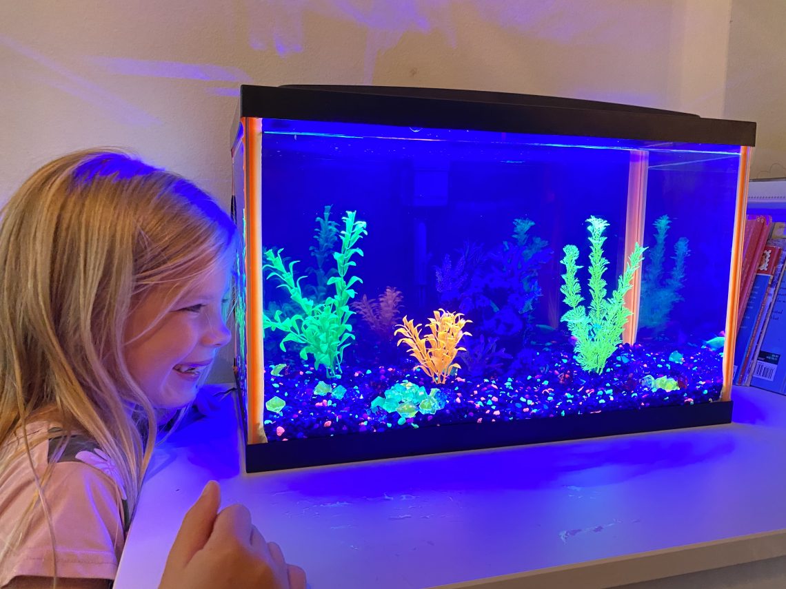 glofish tank setup