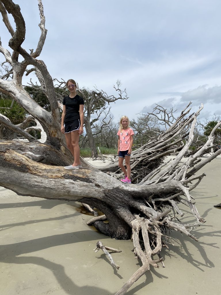 driftwood beach jekyll island