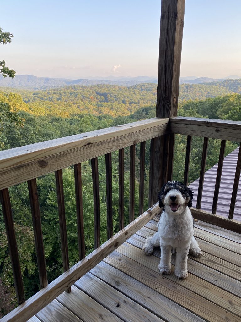 pet friendly north georgia cabins