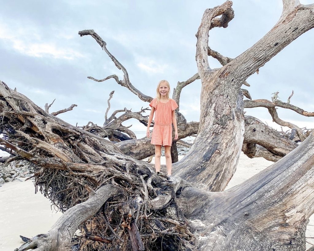 Driftwood Beach Jekyll Island