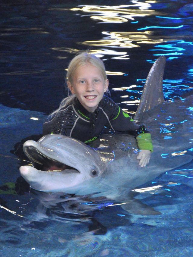 Disney Dolphin Experience