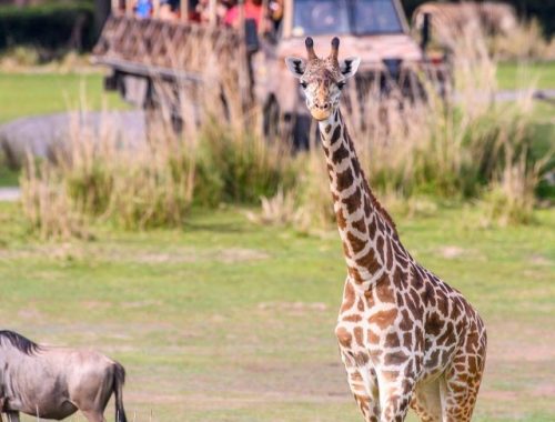 Celebrating 25 Years of Disney’s Animal Kingdom Theme Park