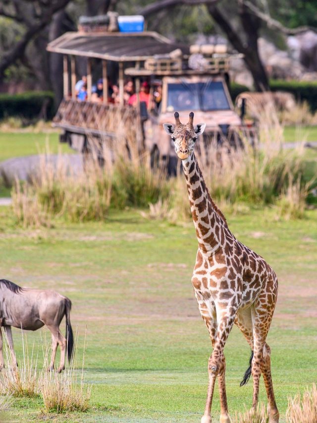 Animal Kingdom